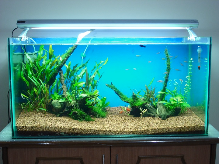 how big is a 50 gallon tank