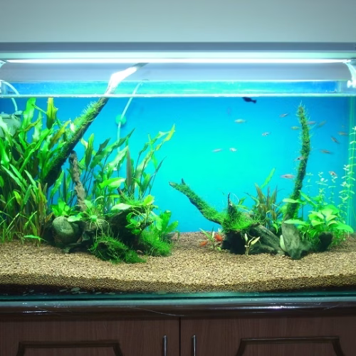 How Big Is a 50-Gallon Tank? Explained Clearly